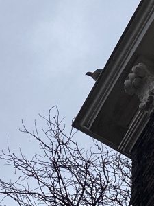 De vogels roepen